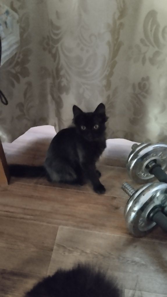 Котёнок девочка игривая глаза как у совёнка