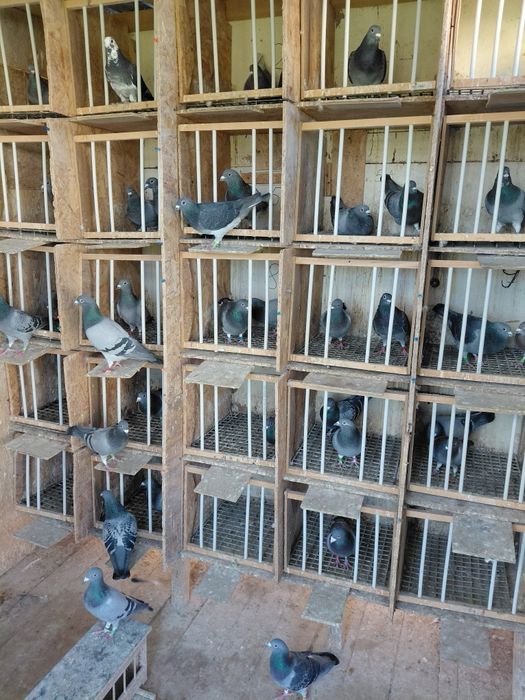 Vând porumbei-desființare crescatorie