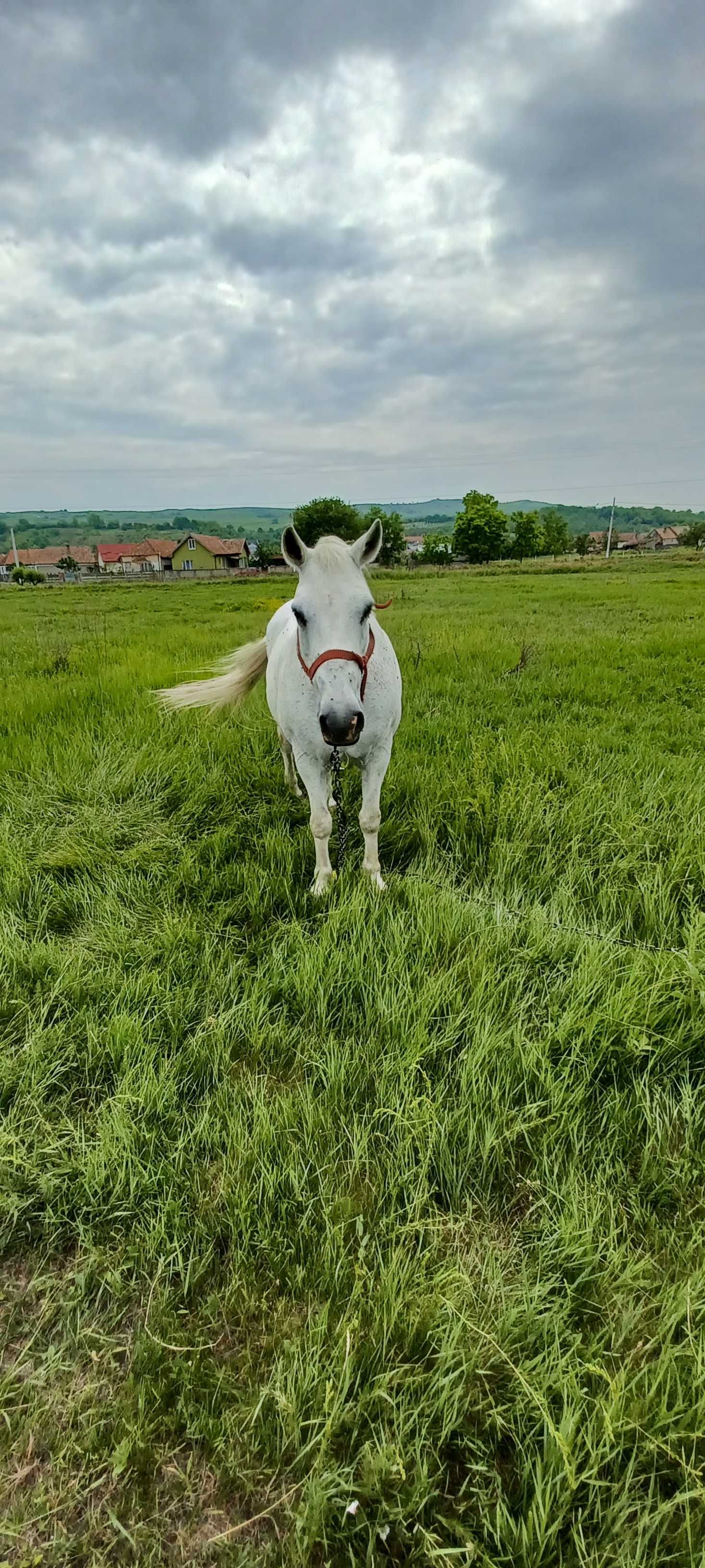 de vânzare, iapă- zona Aiud