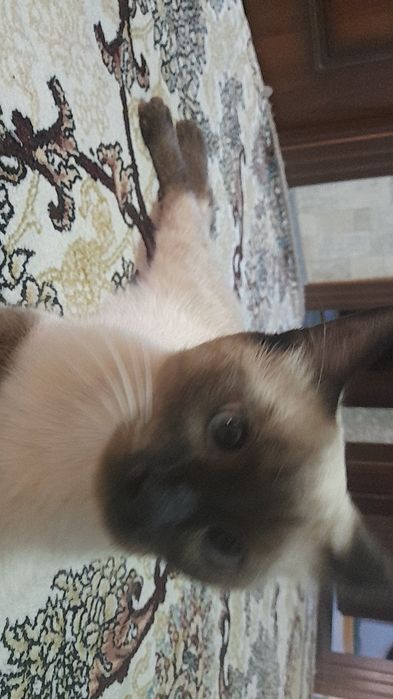 Продаётся сиамская кошка приученный к лотку отдам в хороший руки