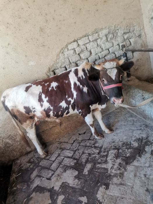 Hokiz sotiladi 25 milyon