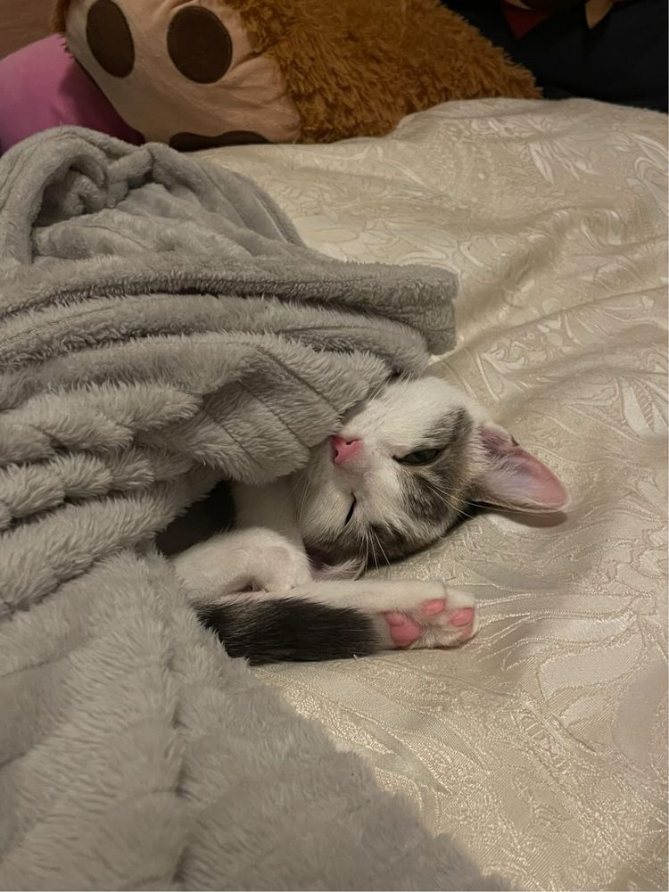 Давам домашна котка на отговорен човек