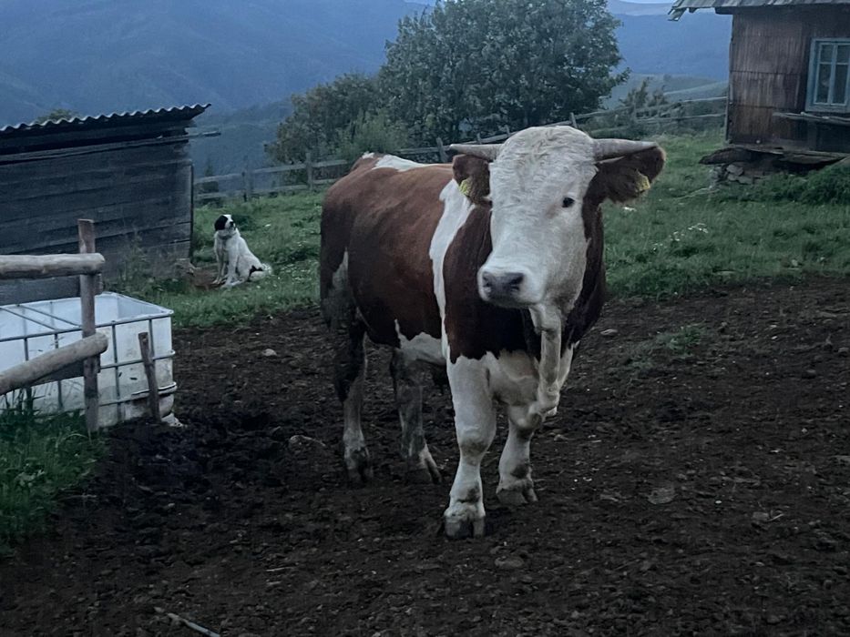 Taur baltata romanesca