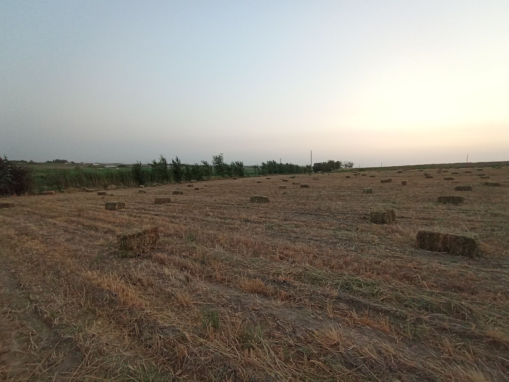 Somon press sotiladi 
Arpa boshogʻi bilan press qilingan.
Ozgina yanto