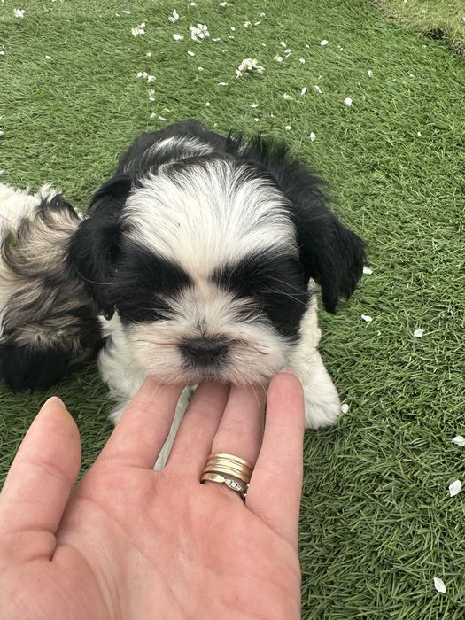 shih tzu de vanzare