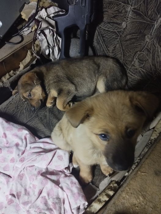 Отдам кутят девочки