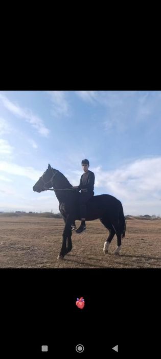 Отец чистокровно Першерон мать чистокровно Карачаевец возраст 1.3