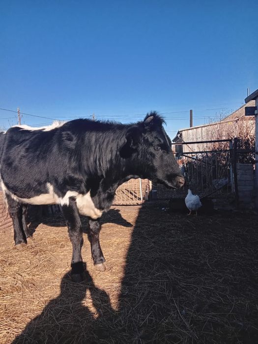 Продам тёлку 1,5 года