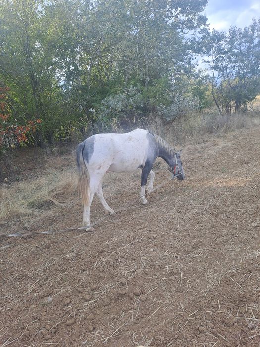 Manz rasa pinto foarte bland