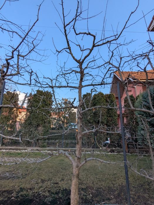 Tăieri pomi fructiferi