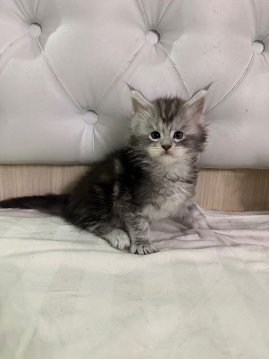 Мейн кун серебристый мальчик