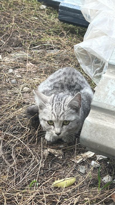 Отдам котенка кошку