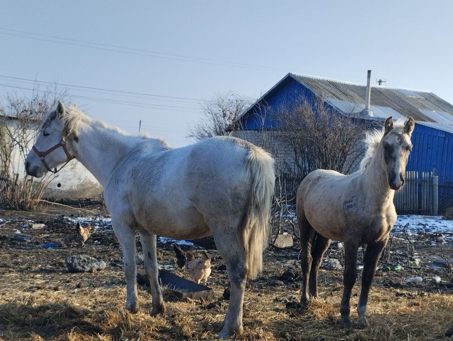 Продам жеребчика .
