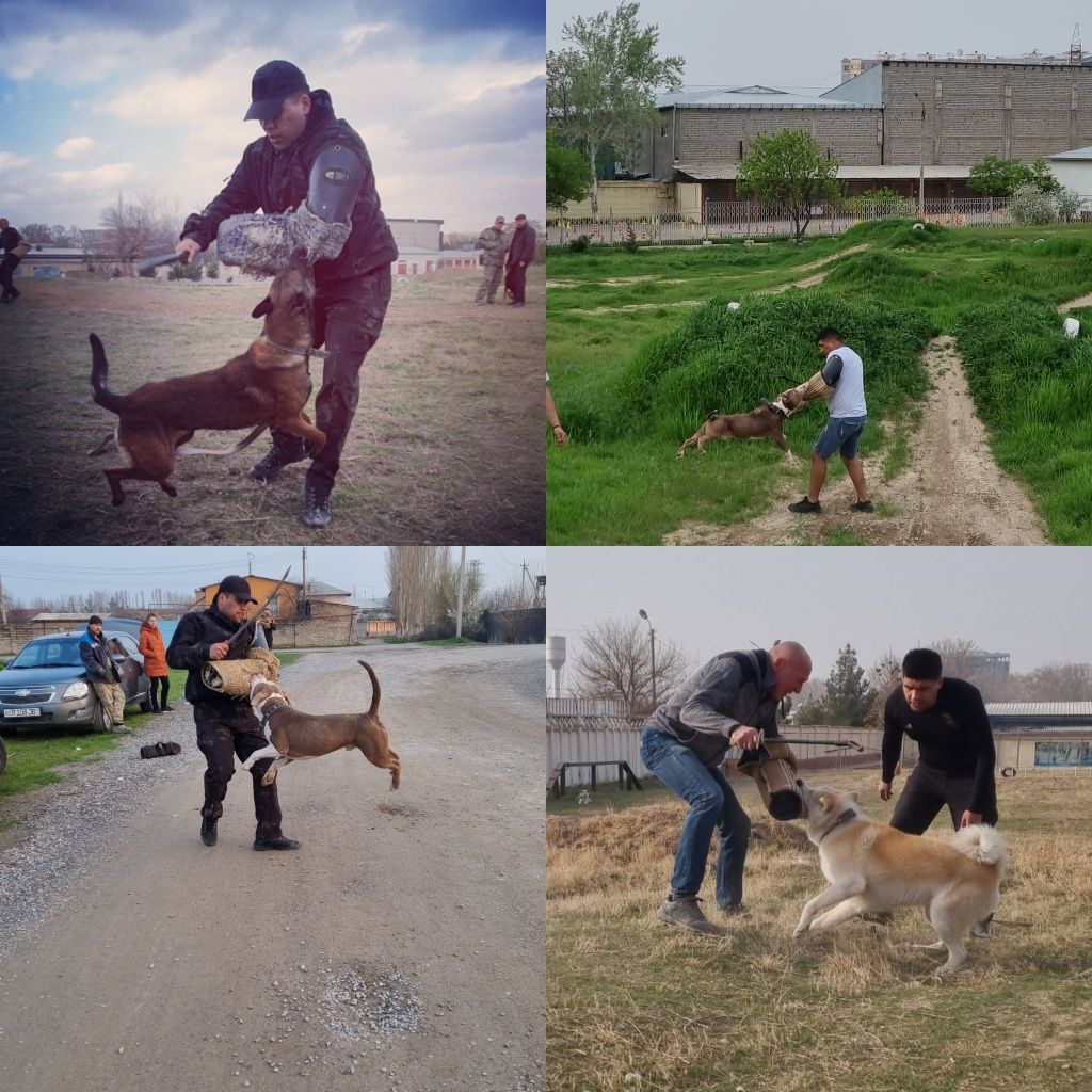 Дрессировка собак! Кинолог