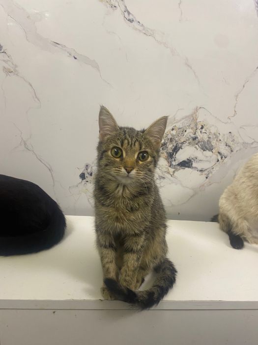 Кошечка Лия ждёт свою семью. Спасена с улицы, привита