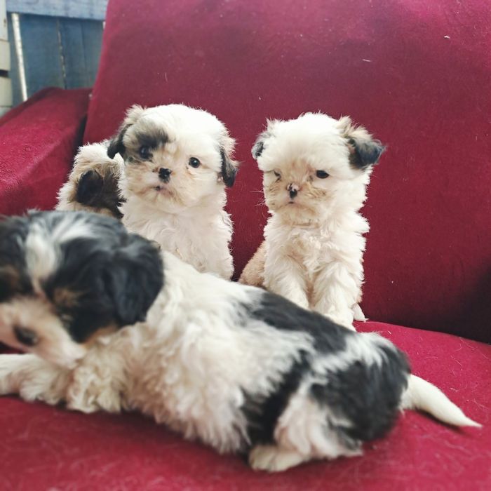 Shih-tzu talie mică