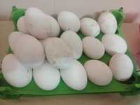 Яйца гусинные домашние