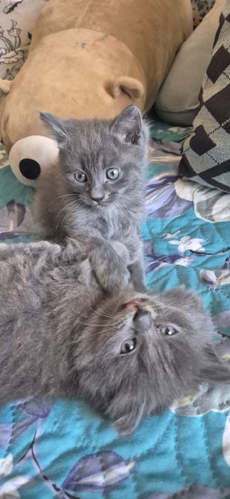 Милые пуштики ищут дом