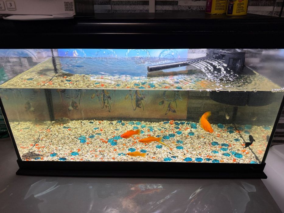 Vând acvariu cu pești + aspirator electric!