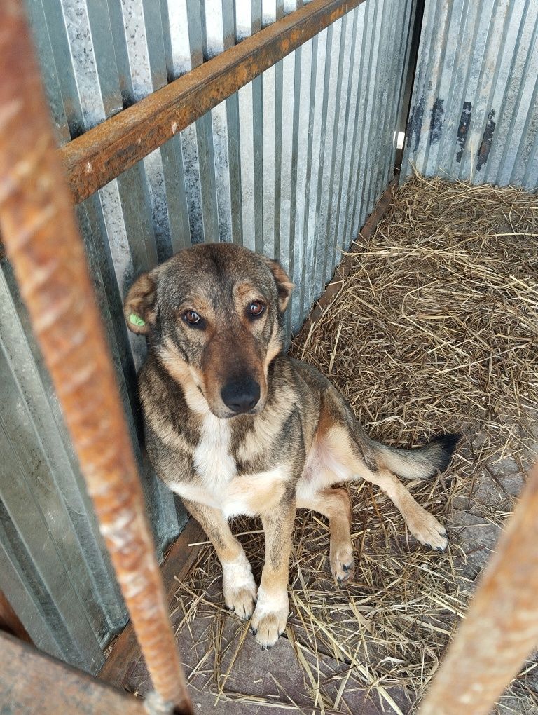 Классный супер пёс Боб ищет дом