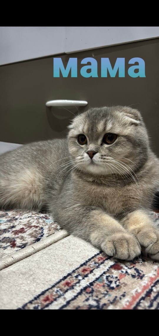 Скотиш страйт девочка