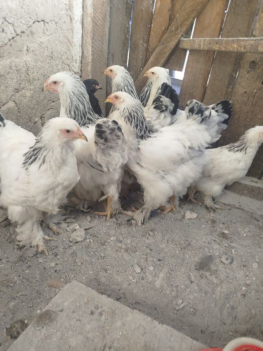 Продам или обменяю