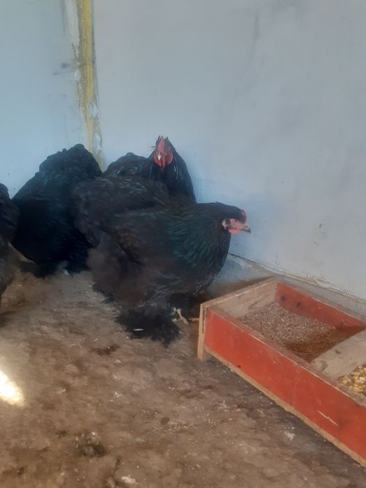 Familie cochinchina urias  pe negru