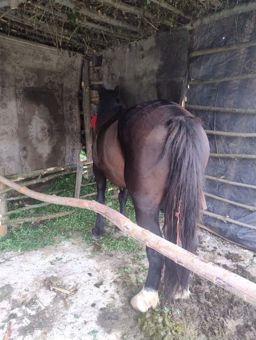 la scimb iapă de 9 ani