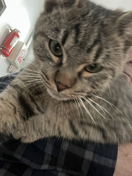 Adoptie motan 5luni ,tigrat