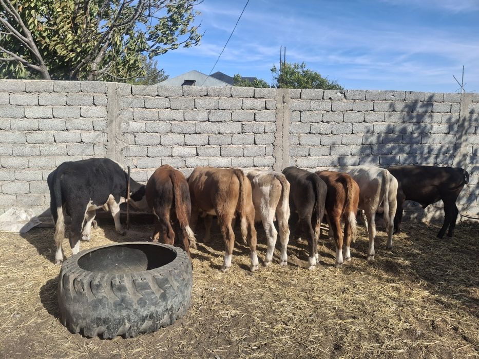 Подсос буха Оралдан келген 12 бас