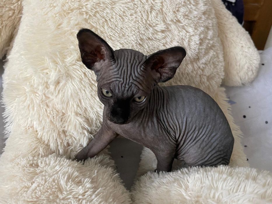 Sphinx pui  drăgălași de trei luni