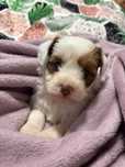 Bichon maltez/talie mica
