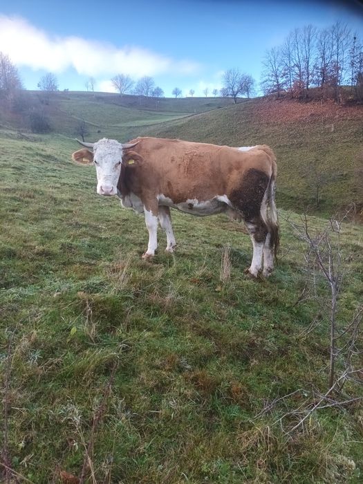 Vând vacă de 7 ani, gestata de 6 luni. Preț 8000 negociabil.