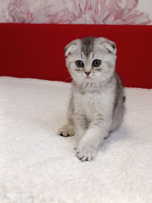 Scottish fold chinchila silver