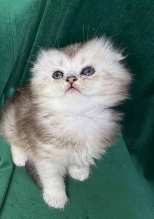 Scottish Fold Longhair