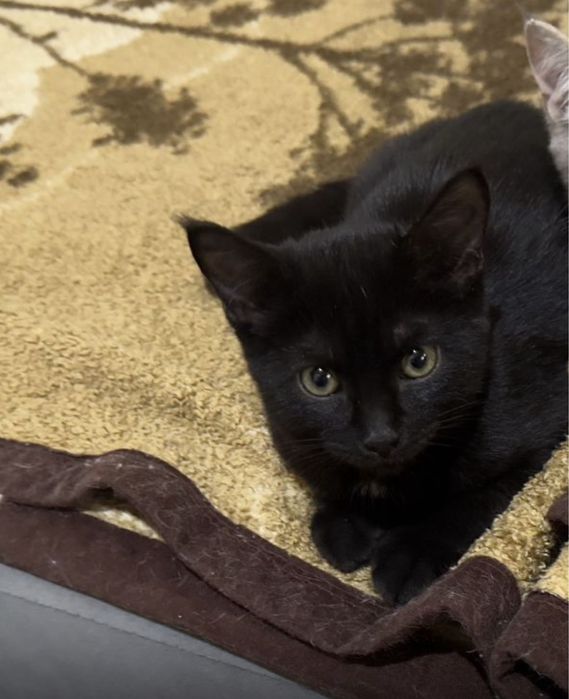 Отдам котят,пушистики ищут семью