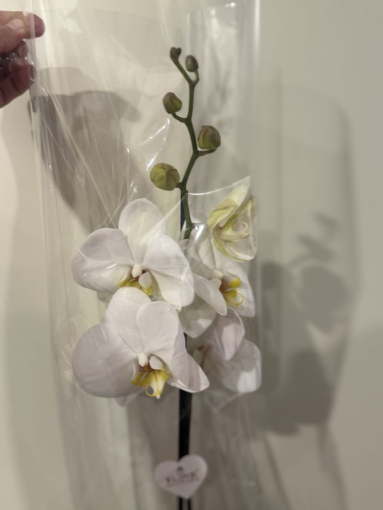 Орхидеи 3000