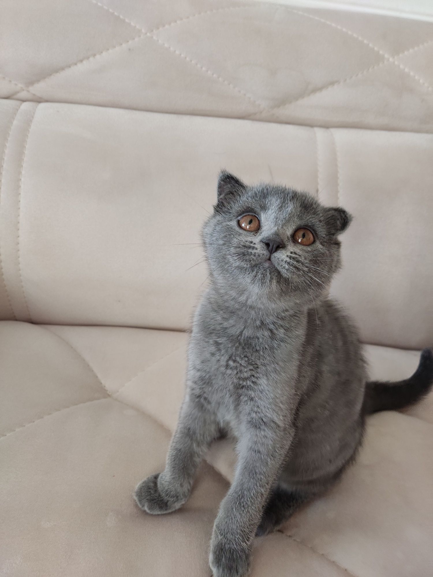 Продаются котята Бритиш фолд Бритиш страйт