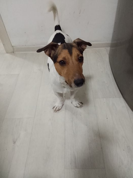 Мальчик порода Джек Рассел, ищет невесту