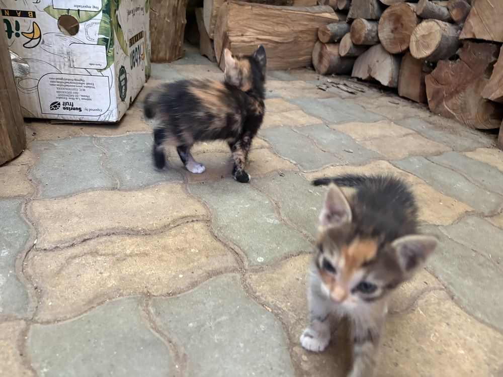 Ofer doua pisicute gratuit pentru iubitorii de animale