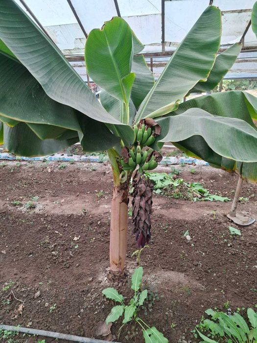 БАНАН кучатлари ( ХОСИЛ беради ). Банан Саженцы ПЛОДОВЫЕ