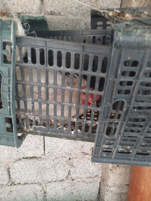 Xonaki tovuqlar xamda sendilar sotiladi