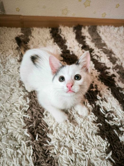 Котёнок в ответственные руки