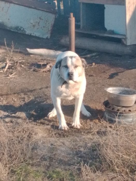 Отдам сабаку кому нужен охраник