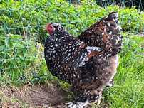 Păsări de rasa brahma cochinchina
