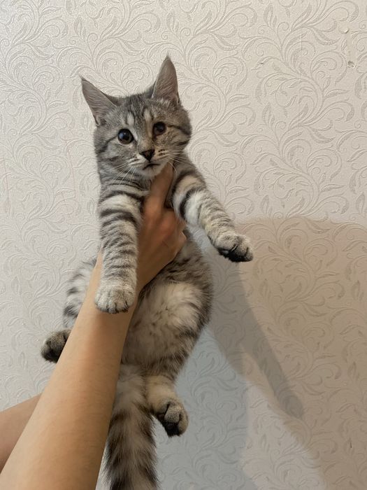 Отдам котенка в ответственные хорошие руки!