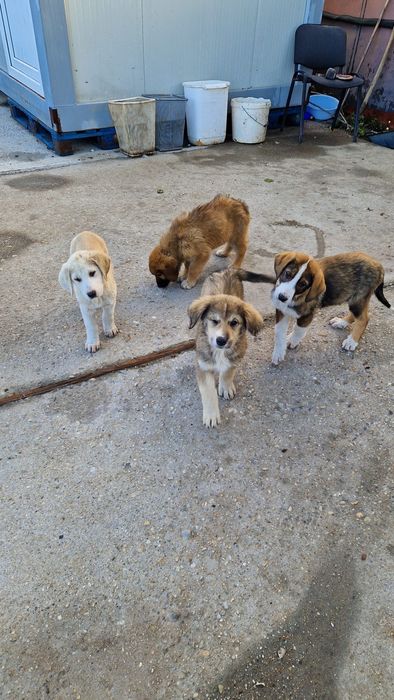 Câini spre adopție zona soseaua de centura Autobon, Greenkraft