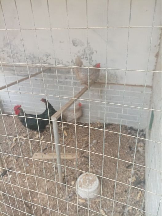 Домашние куры. Возраст 1,5 года