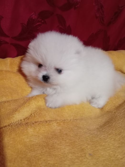 Продам щенка шпица