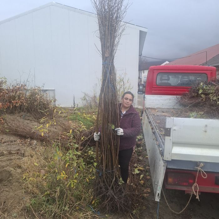 Aluni pe rod.Castan comestibil Trandafir dulceata.Paulownia.Afin.>RO